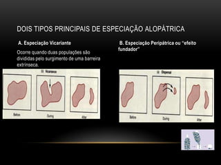DOIS TIPOS PRINCIPAIS DE ESPECIAÇÃO ALOPÁTRICA
A. Especiação Vicariante                     B. Especiação Peripátrica ou “efeito
                                            fundador”
Ocorre quando duas populações são
divididas pelo surgimento de uma barreira
extrínseca.
 