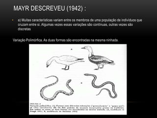 MAYR DESCREVEU (1942) :
•    a) Muitas características variam entre os membros de uma população de indivíduos que
     cruzam entre si. Algumas vezes essas variações são contínuas, outras vezes são
     discretas

Variação Polimórfica. As duas formas são encontradas na mesma ninhada.
 