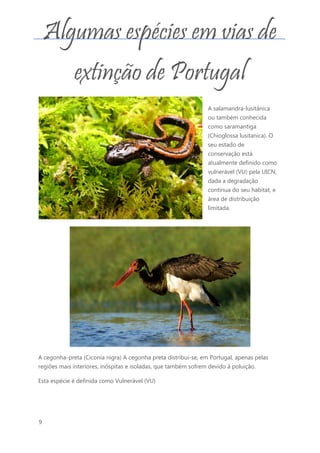 9
Algumas espécies em vias de
extinção de Portugal
A salamandra-lusitânica
ou também conhecida
como saramantiga
(Chioglossa lusitanica). O
seu estado de
conservação está
atualmente definido como
vulnerável (VU) pela UICN,
dada a degradação
contínua do seu habitat, e
área de distribuição
limitada.
A cegonha-preta (Ciconia nigra) A cegonha preta distribui-se, em Portugal, apenas pelas
regiões mais interiores, inóspitas e isoladas, que também sofrem devido à poluição.
Esta espécie é definida como Vulnerável (VU)
 
