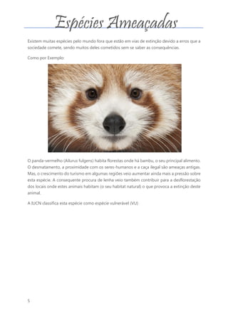 5
Existem muitas espécies pelo mundo fora que estão em vias de extinção devido a erros que a
sociedade comete, sendo muitos deles cometidos sem se saber as consequências.
Como por Exemplo:
O panda-vermelho (Ailurus fulgens) habita florestas onde há bambu, o seu principal alimento.
O desmatamento, a proximidade com os seres-humanos e a caça ilegal são ameaças antigas.
Mas, o crescimento do turismo em algumas regiões veio aumentar ainda mais a pressão sobre
esta espécie. A consequente procura de lenha veio também contribuir para a desflorestação
dos locais onde estes animais habitam (o seu habitat natural) o que provoca a extinção deste
animal.
A IUCN classifica esta espécie como espécie vulnerável (VU)
Espécies Ameaçadas
 