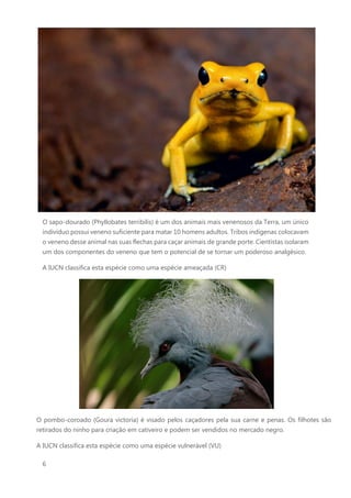 6
O sapo-dourado (Phyllobates terribilis) é um dos animais mais venenosos da Terra, um único
indivíduo possui veneno suficiente para matar 10 homens adultos. Tribos indígenas colocavam
o veneno desse animal nas suas flechas para caçar animais de grande porte. Cientistas isolaram
um dos componentes do veneno que tem o potencial de se tornar um poderoso analgésico.
A IUCN classifica esta espécie como uma espécie ameaçada (CR)
O pombo-coroado (Goura victoria) é visado pelos caçadores pela sua carne e penas. Os filhotes são
retirados do ninho para criação em cativeiro e podem ser vendidos no mercado negro.
A IUCN classifica esta espécie como uma espécie vulnerável (VU)
 