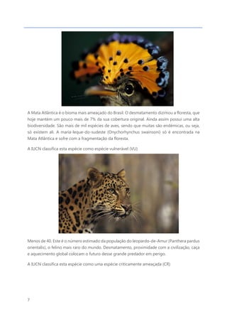 7
A Mata Atlântica é o bioma mais ameaçado do Brasil. O desmatamento dizimou a floresta, que
hoje mantém um pouco mais de 7% da sua cobertura original. Ainda assim possui uma alta
biodiversidade. São mais de mil espécies de aves, sendo que muitas são endémicas, ou seja,
só existem ali. A maria-leque-do-sudeste (Onychorhynchus swainsoni) só é encontrada na
Mata Atlântica e sofre com a fragmentação da floresta.
A IUCN classifica esta espécie como espécie vulnerável (VU)
Menos de 40. Este é o número estimado da população do leopardo-de-Amur (Panthera pardus
orientalis), o felino mais raro do mundo. Desmatamento, proximidade com a civilização, caça
e aquecimento global colocam o futuro desse grande predador em perigo.
A IUCN classifica esta espécie como uma espécie criticamente ameaçada (CR)
 