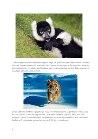8
O lêmure-preto-e-branco (Varecia variegata) paga um preço alto pelos seus hábitos. Animais
diurnos e de grande porte, são os animais mais caçados em Madagascar. Para agravar a situação,
são muito seletivos em relação aos frutos que usam na alimentação e, por isso, ficam vulneráveis
a qualquer alteração no seu habitat.
A IUCN classifica esta espécie como uma espécie criticamente ameaçada (CR)
O tigre-siberiano (Panthera tigris altaica). Hoje, a maioria está extinta. A perda de habitat, a caça
das suas presas e o mercado negro chinês - que vende partes do corpo do felino para fazer
remédios – Isto tudo contribui para o desaparecimento de um dos predadores mais formidáveis
do planeta. A estimativa é que existam apenas 2 500 tigres na natureza.
Status na IUCN (União Internacional para a Conservação da Natureza, na sigla em inglês): espécie
ameaçada
 