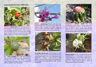 Espécies Ameaçadas de Extinção no PARNA Catimbau:




                                                                          Jacarandá - Jacaranda rugosa A.H. Gentry (família Bignoniaceae):             Coroa-de-frade - Melocactus violaceus Pfeiff. (família
                                                                          arbustos a arvoretas de até 2m alt. com flores vistosas e lilases, que são   Cactaceae): cactos suculentos, globosos e com muitos espinhos curtos,
Maçaranduba - Manilkara rufula (Miq.) H.J. Lam. (família Sapotaceae):     visitadas por abelhas e beija-flores. É rara no local e conhecida por        eretos e acinzentados. São esverdeados e com flores e frutos rosa-
árvores de até 5m alt., com látex branco-leitoso e folhas lustrosas. Os   pequenas populações em afloramentos rochosos. É qualificada pela             intensos que servem de alimento a pequenos lagartos. No PARNA
frutos são globosos e avermelhados. Ocorre no Nordeste brasileiro,        Fundação Biodiversitas (2005) como Criticamente em Perigo (CR).              Catimbau é comum em áreas de formação arenosa. Enquadrada pela
porém com populações em declínio, devido à perda de habitat. No PARNA                                                                                  Fundação Biodiversitas (2005) na categoria Vulnerável (VU).
Catimbau é abundante nos afloramentos rochosos. De acordo com a IUCN
(1998), está qualificada como em Menor Risco de Extinção (NT).




                                                                          Paralychnophora reflexoauriculata (G.M. Barroso) MacLeish (família
                                                                          Asteraceae): arbustos a arvoretas com até 2m alt., e folhas recurvadas e     Mitracarpus buiquensis E.B. Souza & Zappi (família Rubiaceae): ervas
Abiú - Pouteria psammophila (Mart.) Radlk. (família Sapotaceae):          rígidas, fortemente velutinas na face inferior. As Inflorescências são em    rasteiras de até 20 cm alt. e folhas estreitas. As flores brancas e
árvores de até 10m alt., com látex branco-leitoso e folhas agrupadas na   capítulos densos e pardacentos, de aspecto desidratado. No PARNA             pequenas são agrupadas na axila das folhas. No PARNA Catimbau, é
extremidade dos ramos. No PARNA Catimbau é encontrada                     Catimbau, a espécie é ocasional ocorrendo em áreas de afloramentos           encontrada nos afloramentos rochosos, onde formam touceiras. De
principalmente próxima a afloramentos rochosos. É qualificada pela IUCN   rochosos. Enquadrada pela Fundação Biodiversitas (2005) na categoria         acordo com a Fundação Biodiversitas (2005), a espécie está
(1998) como Espécie em Perigo de Extinção (EN).                           Vulnerável (VU).                                                             categorizada como Criticamente em Perigo (CR).
 