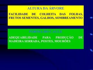 ALTURA DA ÁRVORE
FACILIDADE DE COLHEITA DAS FOLHAS,
FRUTOS SEMENTES, GALHOS, SOMBREAMENTO
FORMA DO CAULE
ADEQUABILIDADE PARA PRODUÇÃO DE
MADEIRA SERRADA, POSTES, MOURÕES
 