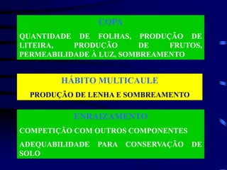 COPA
QUANTIDADE DE FOLHAS, PRODUÇÃO DE
LITEIRA, PRODUÇÃO DE FRUTOS,
PERMEABILIDADE À LUZ, SOMBREAMENTO
HÁBITO MULTICAULE
PRODUÇÃO DE LENHA E SOMBREAMENTO
ENRAIZAMENTO
COMPETIÇÃO COM OUTROS COMPONENTES
ADEQUABILIDADE PARA CONSERVAÇÃO DE
SOLO
 