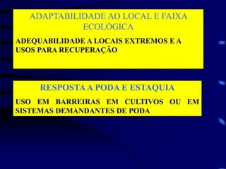 ADAPTABILIDADE AO LOCAL E FAIXA
ECOLÓGICA
ADEQUABILIDADE A LOCAIS EXTREMOS E A
USOS PARA RECUPERAÇÃO
RESPOSTAA PODA E ESTAQUIA
USO EM BARREIRAS EM CULTIVOS OU EM
SISTEMAS DEMANDANTES DE PODA
 