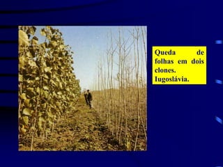 Queda de
folhas em dois
clones.
Iugoslávia.
 