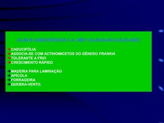 ALNUS SUBCORDATA C.A. MEY (ALNUS-DO-CÁUCASO)
CADUCIFÓLIA
ASSOCIA-SE COM ACTINOMICETOS DO GÊNERO FRANKIA
TOLERANTE A FRIO
CRESCIMENTO RÁPIDO
MADEIRA PARA LAMINAÇÃO
APÍCOLA
FORRAGEIRA
QUEBRA-VENTO.
 