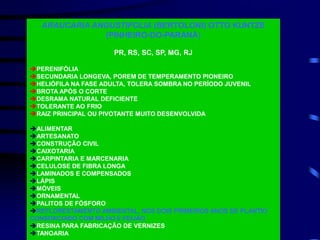 ARAUCARIA ANGUSTIFOLIA (BERTOLONI) OTTO KUNTZE
(PINHEIRO-DO-PARANÁ)
PR, RS, SC, SP, MG, RJ
PERENIFÓLIA
SECUNDARIA LONGEVA, POREM DE TEMPERAMENTO PIONEIRO
HELIÓFILA NA FASE ADULTA, TOLERA SOMBRA NO PERÍODO JUVENIL
BROTA APÓS O CORTE
DESRAMA NATURAL DEFICIENTE
TOLERANTE AO FRIO
RAIZ PRINCIPAL OU PIVOTANTE MUITO DESENVOLVIDA
ALIMENTAR
ARTESANATO
CONSTRUÇÃO CIVIL
CAIXOTARIA
CARPINTARIA E MARCENARIA
CELULOSE DE FIBRA LONGA
LAMINADOS E COMPENSADOS
LÁPIS
MÓVEIS
ORNAMENTAL
PALITOS DE FÓSFORO
REFLORESTAMENTO AMBIENTAL, NOS DOIS PRIMEIROS ANOS DE PLANTIO
CONSORCIADO COM MILHO E FEIJÃO
RESINA PARA FABRICAÇÃO DE VERNIZES
TANOARIA
 