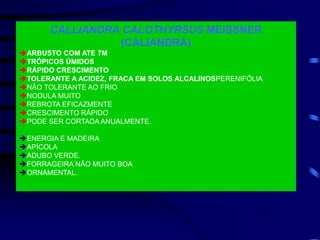 CALLIANDRA CALOTHYRSUS MEISSNER
(CALIANDRA)
ARBUSTO COM ATE 7M
TRÓPICOS ÚMIDOS
RÁPIDO CRESCIMENTO
TOLERANTE A ACIDEZ, FRACA EM SOLOS ALCALINOSPERENIFÓLIA
NÃO TOLERANTE AO FRIO
NODULA MUITO
REBROTA EFICAZMENTE
CRESCIMENTO RÁPIDO
PODE SER CORTADA ANUALMENTE.
ENERGIA E MADEIRA
APÍCOLA
ADUBO VERDE.
FORRAGEIRA NÃO MUITO BOA
ORNAMENTAL.
 