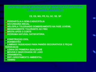 CENTROLOBIUM MICROCHAETE (MARTIUS EX BENTHAM)
LIMA (ARARIBÁ-AMARELO)
CE, ES, MG, PR, RJ, SC, SE, SP
PERENIFÓLIA A SEMI-CADUCIFÓLIA
SECUNDARIA INICIAL
HELIÓFILA TOLERANDO SOMBREAMENTO NA FASE JUVENIL
MEDIANAMENTE TOLERANTE AO FRIO
BROTA APÓS O CORTE
DESRAMA NATURAL SATISFATÓRIA
CONSTRUÇÃO CIVIL
DORMENTES
LAMINAS FAQUEADAS PARA PAINÉIS DECORATIVOS E PEÇAS
TORNEADAS
LENHA DE PRIMEIRA QUALIDADE
MÓVEIS E MARCENARIA DE LUXO
ORNAMENTAL
REFLORESTAMENTO AMBIENTAL
TANINO
 