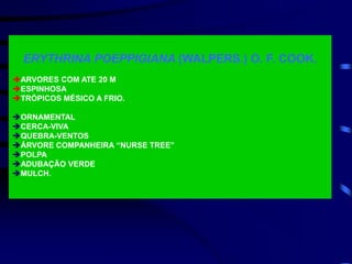 ERYTHRINA POEPPIGIANA (WALPERS.) O. F. COOK.
ARVORES COM ATE 20 M
ESPINHOSA
TRÓPICOS MÉSICO A FRIO.
ORNAMENTAL
CERCA-VIVA
QUEBRA-VENTOS
ÁRVORE COMPANHEIRA “NURSE TREE”
POLPA
ADUBAÇÃO VERDE
MULCH.
 