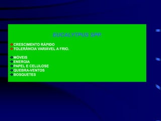 EUCALYTPUS SPP.
CRESCIMENTO RÁPIDO
TOLERÂNCIA VARIÁVEL A FRIO.
MÓVEIS
ENERGIA
PAPEL E CELULOSE
QUEBRA-VENTOS
BOSQUETES
 