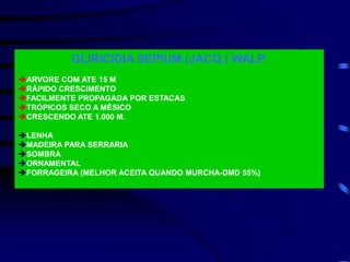 GLIRICIDIA SEPIUM (JACQ.) WALP.
ARVORE COM ATE 15 M
RÁPIDO CRESCIMENTO
FACILMENTE PROPAGADA POR ESTACAS
TRÓPICOS SECO A MÉSICO
CRESCENDO ATE 1.000 M.
LENHA
MADEIRA PARA SERRARIA
SOMBRA
ORNAMENTAL
FORRAGEIRA (MELHOR ACEITA QUANDO MURCHA-DMD 55%)
 