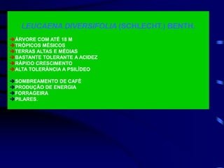 LEUCAENA DIVERSIFOLIA (SCHLECHT.) BENTH.
ÁRVORE COM ATÉ 18 M
TRÓPICOS MÉSICOS
TERRAS ALTAS E MÉDIAS
BASTANTE TOLERANTE A ACIDEZ
RÁPIDO CRESCIMENTO
ALTA TOLERÂNCIA A PSILÍDEO
SOMBREAMENTO DE CAFÉ
PRODUÇÃO DE ENERGIA
FORRAGEIRA
PILARES.
 