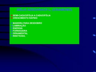 MELIA AZEDARACH L. (CINAMOMO)
SEMI-CADUCIFÓLIA A CADUCIFÓLIA
CRESCIMENTO RÁPIDO
MADEIRA PARA DESDOBRO
LAMINAÇÃO
ENERGIA
FORRAGEIRA
ORNAMENTAL
INSETICIDA.
 