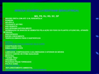 MIMOSA SCABRELLA BENTHAM (BRACATINGA)
MG, PR, RJ, RS, SC, SP
ÁRVORE ERETA COM ATÉ 12 M, PERENIFÓLIA
PIONEIRA
HELIÓFILA
TOLERANTE AO FRIO
NÃO REBROTA
NÃO DESRAMA NATURALMENTE
GERMINAÇÃO DE BANCOS DE SEMENTES PELA AÇÃO DO FOGO OU PLANTIO A PLENO SOL, ATRAVÉS
DE MUDAS.
SEM ESPINHOS
RÁPIDO CRESCIMENTO
TRÓPICOS ÚMIDOS FRIOS E SUBTRÓPICOS
APÍCOLA
ASSOCIAÇÃO COM CULTURAS DE CICLO CURTO
CONSTRUÇÃO CIVIL
EMBALAGENS LEVES
FORRAGEIRA
LAMINADOS, COMPENSADOS E AGLOMERADOS E INTERIOR DE MÓVEIS
LENHA E CARVÃO DE ÓTIMA QUALIDADE
MEDICINAL
” NURSE TREE”
ORNAMENTAL
PEQUENAS PEÇAS TORNEADAS
POLPA E GOMA
QUEBRA-VENTOS
 REFLORESTAMENTO AMBIENTAL
SOMBREAMENTO INICIAL DE CULTURAS PERENES
 