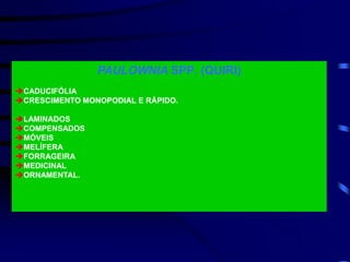 PAULOWNIA SPP. (QUIRI)
CADUCIFÓLIA
CRESCIMENTO MONOPODIAL E RÁPIDO.
LAMINADOS
COMPENSADOS
MÓVEIS
MELÍFERA
FORRAGEIRA
MEDICINAL
ORNAMENTAL.
 