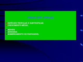 PINUS SPP. (PINUS)
ESPÉCIES TROPICAIS E SUBTROPICAIS
CRESCIMENTO MÉDIO.
MÓVEIS
SERRARIA
SOMBREAMENTO DE PASTAGENS.
 