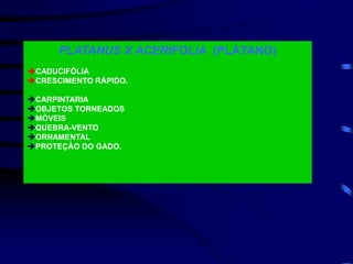 PLATANUS X ACERIFOLIA (PLÁTANO)
CADUCIFÓLIA
CRESCIMENTO RÁPIDO.
CARPINTARIA
OBJETOS TORNEADOS
MÓVEIS
QUEBRA-VENTO
ORNAMENTAL
PROTEÇÃO DO GADO.
 