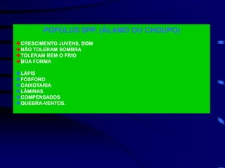 POPULUS SPP. (ÁLAMO OU CHOUPO)
CRESCIMENTO JUVENIL BOM
NÃO TOLERAM SOMBRA
TOLERAM BEM O FRIO
BOA FORMA
LÁPIS
FÓSFORO
CAIXOTARIA
LÂMINAS
COMPENSADOS
QUEBRA-VENTOS.
 