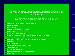 ZEYHERIA TUBERCULOSA (VELLOZO) BUREAU (IPÊ-
FELPUDO)
BA, CE, ES, GO, MA, MG, MS, PE, PI, PR, RJ, SP
SEMI-CADUCIFÓLIA A CADUCIFÓLIA
SECUNDARIA
 HELIÓFILA
NÃO TOLERANTE AO FRIO
REBROTA
BOA DESRAMA NATURAL
PLANTIO A PLENO SOL, EM PLANTIO PURO OU MISTO
ARBORIZAÇÃO DE CULTURAS E DE PASTAGENS
ENERGIA
FORRAGEIRA
MARCENARIA E CARPINTARIA
ORNAMENTAL
POSTES E MOIRÕES
REFLORESTAMENTO AMBIENTAL
SERRARIA
 