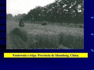 Paulownia e trigo. Província de Shandong, China.
 