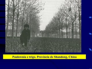 Paulownia e trigo. Província de Shandong, China
 