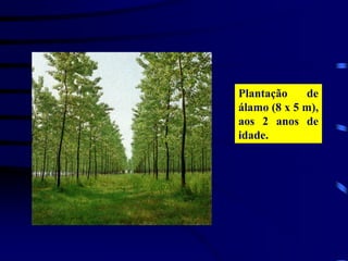 Plantação de
álamo (8 x 5 m),
aos 2 anos de
idade.
 