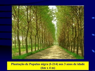 Plantação de Populus nigra (I-214) aos 3 anos de idade
(6m x 4 m)
 