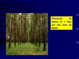 Plantação de
álamo (6 x 5m),
aos seis anos de
idade.
 
