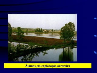 Álamos em exploração arrozeira
 