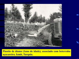 Plantio de álamo (1ano de idade), associado com beterraba
açucareira. Izmit, Turquia.
 