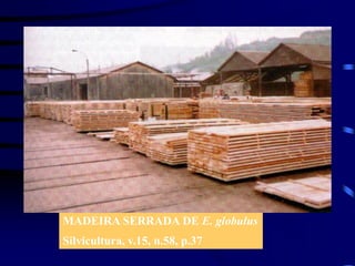 MADEIRA SERRADA DE E. globulus
Silvicultura, v.15, n.58, p.37
 