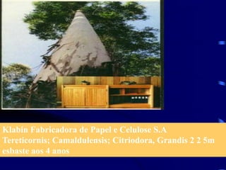 Klabin Fabricadora de Papel e Celulose S.A
Tereticornis; Camaldulensis; Citriodora, Grandis 2 2 5m
esbaste aos 4 anos
 