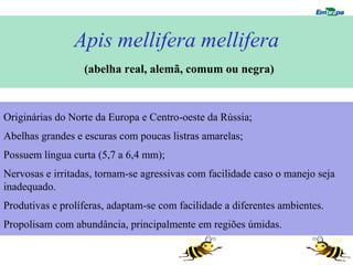 Apis mellifera mellifera
                  (abelha real, alemã, comum ou negra)



Originárias do Norte da Europa e Centro-oeste da Rússia;
Abelhas grandes e escuras com poucas listras amarelas;
Possuem língua curta (5,7 a 6,4 mm);
Nervosas e irritadas, tornam-se agressivas com facilidade caso o manejo seja
inadequado.
Produtivas e prolíferas, adaptam-se com facilidade a diferentes ambientes.
Propolisam com abundância, principalmente em regiões úmidas.
 