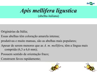 Apis mellifera ligustica
                           (abelha italiana)



Originárias da Itália;
Essas abelhas têm coloração amarela intensa;
produtivas e muito mansas, são as abelhas mais populares;
Apesar de serem menores que as A. m. mellifera, têm a língua mais
   comprida (6,3 a 6,6 mm);
Possuem sentido de orientação fraco;
Constroem favos rapidamente;
 