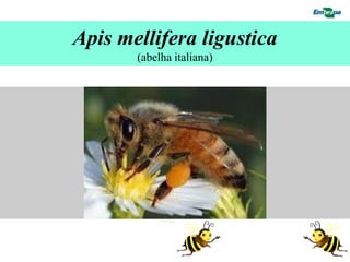 Apis mellifera ligustica
        (abelha italiana)


    F
 