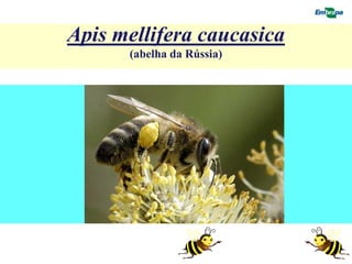 Apis mellifera caucasica
      (abelha da Rússia)


        F
 