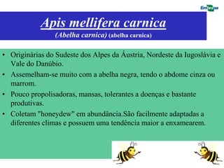 Apis mellifera carnica
                 (Abelha carnica) (abelha carnica)

• Originárias do Sudeste dos Alpes da Áustria, Nordeste da Iugoslávia e
  Vale do Danúbio.
• Assemelham-se muito com a abelha negra, tendo o abdome cinza ou
  marrom.
• Pouco propolisadoras, mansas, tolerantes a doenças e bastante
  produtivas.
• Coletam "honeydew" em abundância.São facilmente adaptadas a
  diferentes climas e possuem uma tendência maior a enxamearem.
 