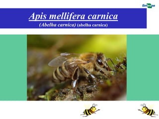 Apis mellifera carnica
       (Abelha carnica) (abelha carnica)

 » F
 