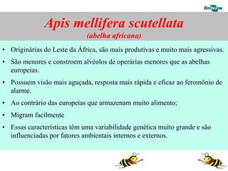 Apis mellifera scutellata
                             (abelha africana)
• Originárias do Leste da África, são mais produtivas e muito mais agressivas.
• São menores e constroem alvéolos de operárias menores que as abelhas
  europeias.
• Possuem visão mais aguçada, resposta mais rápida e eficaz ao feromônio de
  alarme.
• Ao contrário das europeias que armazenam muito alimento;
• Migram facilmente
• Essas características têm uma variabilidade genética muito grande e são
  influenciadas por fatores ambientais internos e externos.
 