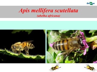 Apis mellifera scutellata
       (abelha africana)
 