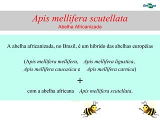 Apis mellifera scutellata
                       Abelha Africanizada


A abelha africanizada, no Brasil, é um híbrido das abelhas européias

       (Apis mellifera mellifera, Apis mellifera ligustica,
       Apis mellifera caucasica e Apis mellifera carnica)

                                +
         com a abelha africana Apis mellifera scutellata.
 