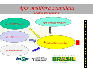 Apis mellifera scutellata
        BIBLIOGRAFIA CONSULTADA
                                       Abelha Africanizada


     Apis mellifera ligustica
                                                 Apis mellifera mellifera
•http://www.ufv.br/dbg/bee/bem-vindo.htm
•http://www.webbee.org.br/beetaxon/
•http://arleycosta.wordpress.com/2011/05/10/ii-curso-de-sistematica-e-identificacao-de-abelhas-neotropicais/
•http://www.culturaapicola.com.ar/apuntes/libros/715_Silveira_Melo_Almeida.pdf
      Apis mellifera caucasica
•http://www.saudeanimal.com.br/abelha1.htm
• http://sistemasdeproducao.cnptia.embrapa.br/FontesHTML/Mel/SPMel/racas.htm
                                                  +
•http://dani-teiadavida.blogspot.com.br/2011/11/desvendando-o-mundo-das-abelhas.html =
                                                       Apis mellifera scutellata
•http://zootecniae10.blogspot.com.br/2012_04_01_archive.html
•http://www.fiocruz.br/biosseguranca/Bis/infantil/abelhas.htm
      Apis mellifera carnica
• http://www.portalsaofrancisco.com.br/alfa/abelhas/abelha-3.php
 