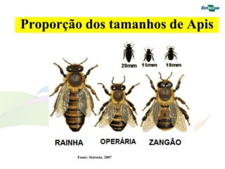 Proporção dos tamanhos de Apis
•   f                               •   f




            Fonte: Starosta, 2007
 