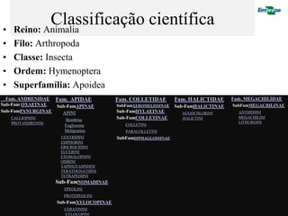 •
                 Classificação científica
         Reino: Animalia
    •    Filo: Arthropoda
    •    Classe: Insecta
    •    Ordem: Hymenoptera
    •    Superfamília: Apoidea
  Fam. ANDRENIDAE Fam. APIDAE                    Fam. COLLETIDAE            Fam. HALICTIDAE     Fam. MEGACHILIDAE
Sub-Fam OXAEINAE   Sub-FamAPINAE                 SubFamXEROMELISSINAE       Sub-FamHALICTINAE       SubFamMEGACHILINAE
Sub-FamPANURGINAE - APINI                        Sub-FamHYLAEINAE           -   AUGOCHLORINI    -     ANTHIDIINI
-       CALLIOPSINI     -     Bombina            Sub-FamCOLLETINAE          -   HALICTINI       -     MEGACHILINI
-       PROTANDRENINI                                                                           -     LITHURGINI
                        -     Euglossina         -      COLLETINI
                        -     Meliponina         -      PARACOLLETINI
                        -    CENTRIDINI              SubFamDIPHAGLOSSINAE
                        -    EMPHORINI
                        -    ERICROCIDINI
                        -    EUCERINI
                        -    EXOMALOPSINI
                        -    OSIRINI
                        -    TAPINOTASPIDINI
                        -    TERATOGNATHINI
                        -    TETRAPEDIINI
                        Sub-FamNOMADINAE
                        - EPEOLINI
                        -     PROTEPEOLINI
                            Sub-FamXYLOCOPINAE
                        -     CERATININI
                        -     XYLOCOPINI
 
