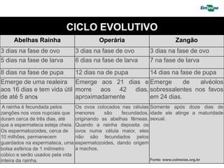 CICLO EVOLUTIVO
     Abelhas Rainha                        Operária                          Zangão
3 dias na fase de ovo             3 dias na fase de ovo         3 dias na fase de ovo
5 dias na fase de larva           6 dias na fase de larva       7 na fase de larva
8 dias na fase de pupa            12 dias na de pupa            14 dias na fase de pupa
Emerge de uma realeira Emerge aos 21 dias e Emerge         de   alvéolos
aos 16 dias e tem vida útil morre aos 42 dias, sobressalentes nos favos
de até 5 anos               aproximadamente    em 24 dias.
 A rainha é fecundada pelos       Os ovos colocados nas células Somente após doze dias de
zangões nos voos nupciais que     menores     são    fecundados, idade ele atinge a maturidade
duram cerca de três dias, até     originando as abelhas fêmeas. sexual.
que a espermateca esteja cheia.   Quando a rainha deposita os
Os espermatozoides, cerca de      ovos numa célula maior, eles
10 milhões, permanecem            não são fecundados pelos
guardados na espermateca, uma     espermatozoides, dando origem
bolsa esférica de 1 milímetro     a machos.
cúbico e serão usados pela vida
inteira da rainha.                                              Fonte: www.colmeias.org.br
 