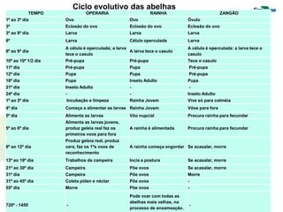 Ciclo evolutivo das abelhas
              TEMPO              OPERARIA                       RAINHA                          ZANGÃO
1º ao 3º dia          Ovo                            Ovo                       Óvulo
3º                    Eclosão do ovo                 Eclosão do ovo            Eclosão do ovo
3º ao 8º dia          Larva                          Larva                     Larva
8º                    Larva                          Célula operculada         Larva
                      A célula é operculada; a larva                           A célula é operculada: a larva tece o
8º ao 9º dia                                         A larva tece o casulo
                      tece o casulo                                            casulo
10º ao 10º 1/2 dia    Pré-pupa                       Pré-pupa                  Tece o casulo
11º dia               Pré-pupa                       Pupa                      Pré-pupa
12º dia               Pupa                           Pupa                      Pré-pupa
16º dia               Pupa                           Inseto Adulto             Pupa
21º dia               Inseto Adulto                  -                         -
24º dia               -                              -                         Inseto Adulto
1º ao 3º dia          Incubação e limpeza            Rainha Jovem              Vive só para colméia
4º dia                Começa a alimentar as larvas Rainha Jovem                Vôos para fora
5º dia                Alimenta as larvas             Vôo nupcial               Procura rainha para fecundar
                      Alimenta as larvas jovens,
5º ao 6º dia          produz geleia real faz os      A rainha é alimentada     Procura rainha para fecundar
                      primeiros voos para fora
                      Produz geleia real, produz
8º ao 12º dia         cera, faz os 1ºs voos de       A rainha começa engordar Se acasalar, morre
                      reconhecimento
13º ao 19º dia        Trabalhos de campeira          Incia a postura           Se acasalar, morre
21º ao 30º dia        Campeira                       Põe ovos                  Se acasalar, morre
31º dia               Campeira                       Põe ovos                  Morre
31º ao 45º dia        Coleta pólen e néctar          Põe ovos                  -
55º dia               Morre                          Põe ovos                  -
                                                     Pode voar com todas as
                                                     abelhas mais velhas, no
720º - 1450           -                                                        -
                                                     processo de enxameação.
 